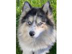 Adopt Dawson a Pomeranian / Siberian Husky dog in Huntington, NY (38618153)