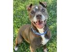 Adopt Taz a Brown/Chocolate American Pit Bull Terrier / Mixed dog in Wenatchee