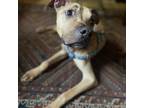 Adopt Shaggy a Brown/Chocolate Mixed Breed (Medium) / Mixed dog in BROOKLYN