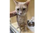 Adopt Moosic 30- Zebra a Tan or Fawn Domestic Shorthair / Domestic Shorthair /