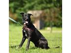 Adopt Blue a Black Mixed Breed (Large) / Mixed dog in Ponderay, ID (38229417)