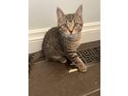 Adopt Della a Brown Tabby Tabby (short coat) cat in Mississauga, Ontario