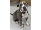 Adopt Mia a Gray/Blue/Silver/Salt & Pepper American Pit Bull Terrier / Mixed dog