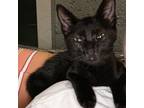 Adopt BuckWheat a Domestic Shorthair / Mixed (short coat) cat in St.