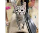 Adopt Osmium a Gray or Blue Domestic Shorthair / Mixed cat in Plainfield