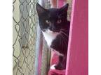 Adopt Philip DeVille a All Black Domestic Shorthair / Mixed cat in East