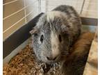 Adopt Cloudy- bonded with spiky a Silver or Gray Guinea Pig / Guinea Pig / Mixed