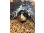 Adopt Spiky-bonded to Cloudy a Blonde Guinea Pig / Mixed (short coat) small