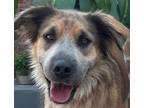 Adopt Penny a Collie dog in Huntington, NY (38869201)