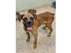 Adopt Leo Cruz II a Tan/Yellow/Fawn Boxer / Mixed dog in Austin, TX (38810847)