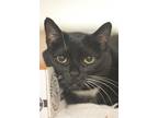 Adopt Itsy a All Black Domestic Shorthair / Domestic Shorthair / Mixed cat in