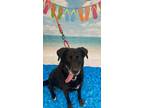 Adopt Niamah a Black Labrador Retriever / Mixed dog in Syracuse, NY (38811572)
