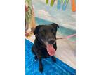 Adopt Sicily a Black Labrador Retriever / Mixed dog in Syracuse, NY (38811573)