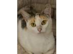 Adopt Velika 50255 a White Domestic Shorthair / Domestic Shorthair / Mixed cat
