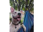 Adopt Amethyst a White American Pit Bull Terrier / Mixed dog in Oak Pak