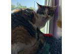 Adopt Muffin a Orange or Red Domestic Shorthair / Mixed Breed (Medium) / Mixed