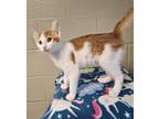 Adopt Vincent a Orange or Red Domestic Shorthair / Domestic Shorthair / Mixed