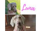 Adopt Luna a Weimaraner / Mixed dog in Fayetteville, AR (38866422)