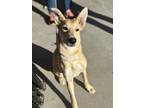 Adopt Zella a Brown/Chocolate German Shepherd Dog dog in Castle Rock