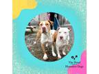 Adopt **Bonded Pair** Lincoln & Lady a Brown/Chocolate American Staffordshire