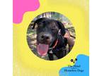 Adopt Ollie a Black Labrador Retriever / Mixed Breed (Medium) / Mixed dog in