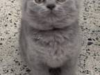 Adorable British Shorthair Blue Male