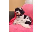 Adopt Oden a Black - with White Shih Poo / Mixed dog in Cambridge, ON (38864240)
