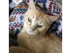 Adopt Minerva a Orange or Red Domestic Shorthair / Mixed cat in St Paul