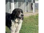 Adopt Buddy James a Black Great Pyrenees / Mixed dog in Carroll, IA (38863842)