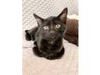 Adopt Troy (Bonded With Abbot) a Domestic Shorthair cat in San Francisco