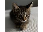 Adopt McIntosh a Brown or Chocolate Domestic Shorthair / Mixed cat in Evanston