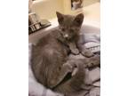 Adopt Randy a Gray, Blue or Silver Tabby Domestic Shorthair (short coat) cat in