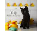 Adopt BABY a All Black Domestic Shorthair / Mixed cat in Yuma, AZ (38863729)