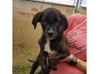 Adopt Cedar a Brindle American Pit Bull Terrier / Mixed dog in Abilene