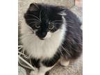 Adopt Blackie a Black & White or Tuxedo Domestic Longhair (long coat) cat in