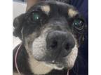 Adopt Baker a Black Mixed Breed (Small) / Mixed dog in Las Cruces, NM (38863454)