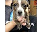Adopt Tasty a Brown/Chocolate Terrier (Unknown Type, Small) / Mixed dog in St.