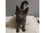 Adopt Flux a Gray or Blue Domestic Shorthair / Mixed cat in Rochester