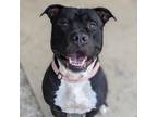 Adopt Loomis a Black Mixed Breed (Large) / Mixed dog in West Olive