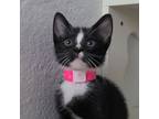 Adopt Maria a All Black Domestic Shorthair / Mixed cat in San Jose