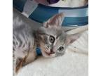 Adopt Lorance a Gray or Blue Domestic Shorthair / Mixed cat in San Jose