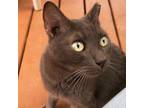 Adopt BLEU & POIROT a Gray or Blue Domestic Shorthair / Mixed cat in Kyle