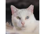 Adopt POIROT & BLEU a White Domestic Shorthair / Mixed cat in Kyle