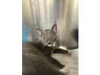 Adopt Barley a Domestic Shorthair / Mixed (short coat) cat in Jonesboro