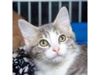 Adopt Meredith a Gray or Blue Domestic Shorthair / Mixed cat in Evansville