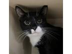 Adopt Jicama a All Black Domestic Shorthair / Mixed cat in Pittsburgh