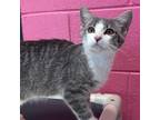 Adopt Penny a Gray or Blue Domestic Shorthair / Mixed cat in Martinsville