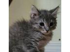 Adopt Rococo a Gray or Blue Domestic Mediumhair / Mixed cat in Westminster