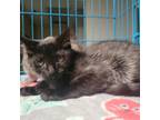 Adopt Renaissance a All Black Domestic Mediumhair / Mixed cat in Westminster