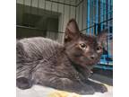 Adopt Baroque a All Black Domestic Mediumhair / Mixed cat in Westminster